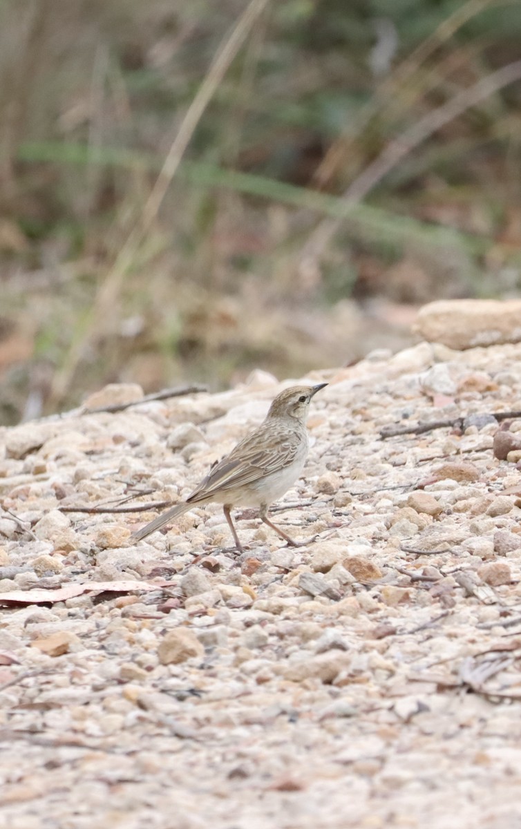 Rufous Songlark - ML642515830