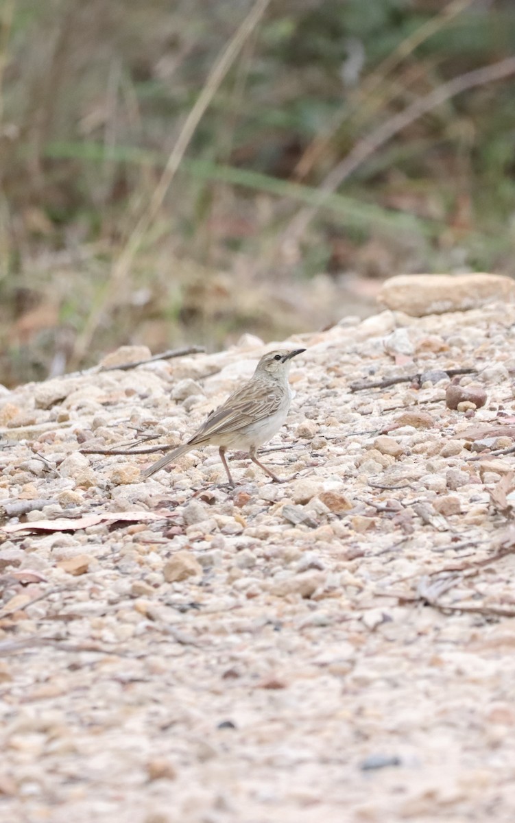 Rufous Songlark - ML642515833