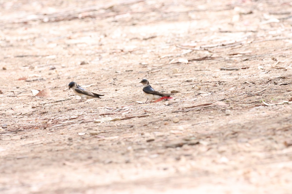 Tree Martin - ML642515840