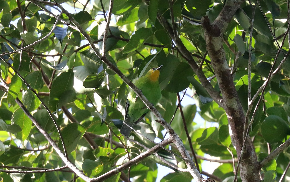 Yellow-throated Leafbird - ML642515858