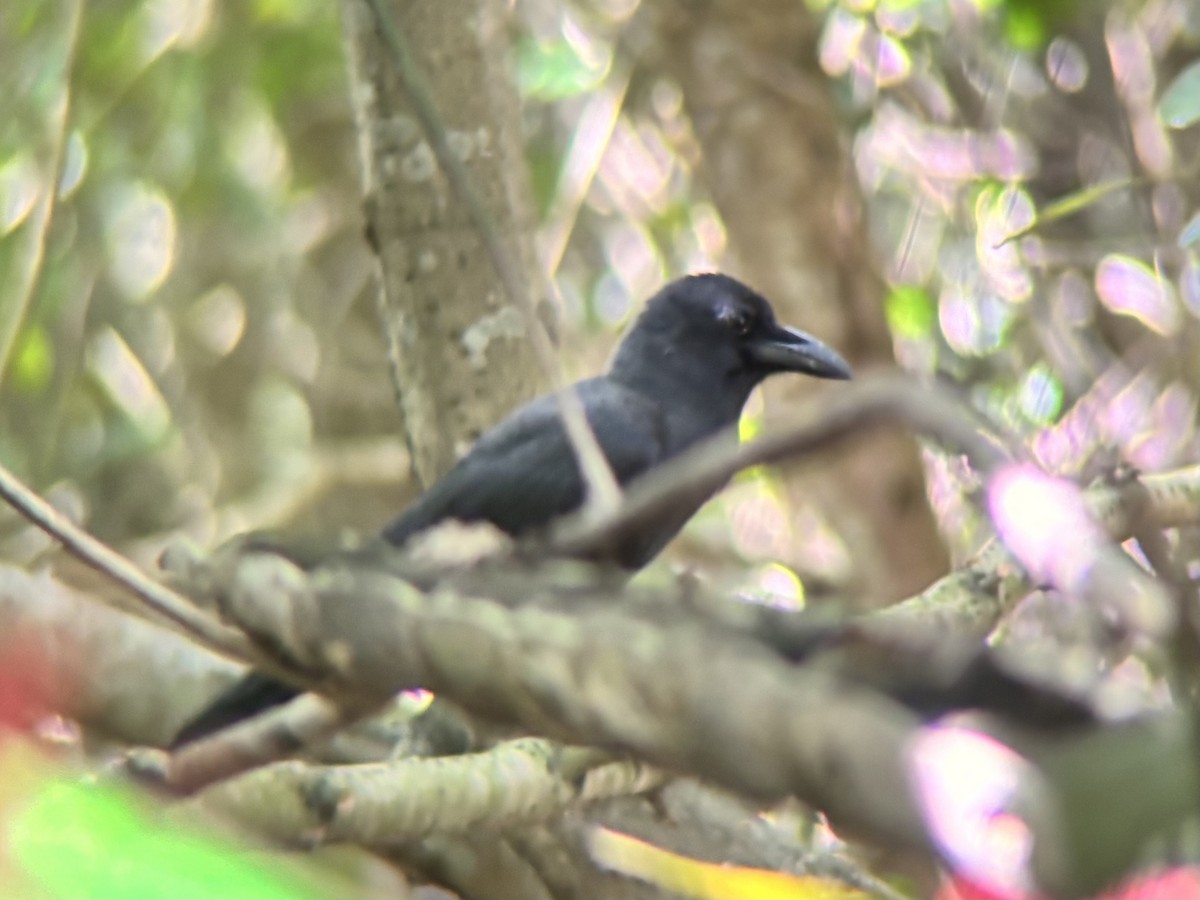 Palawan Crow - ML642515863