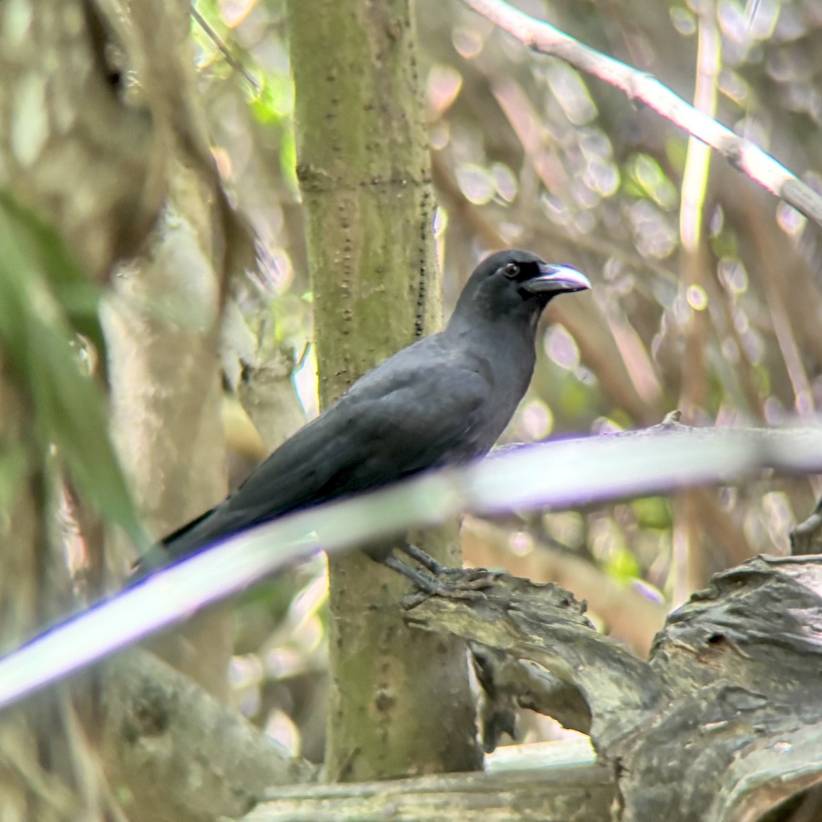Palawan Crow - ML642515864