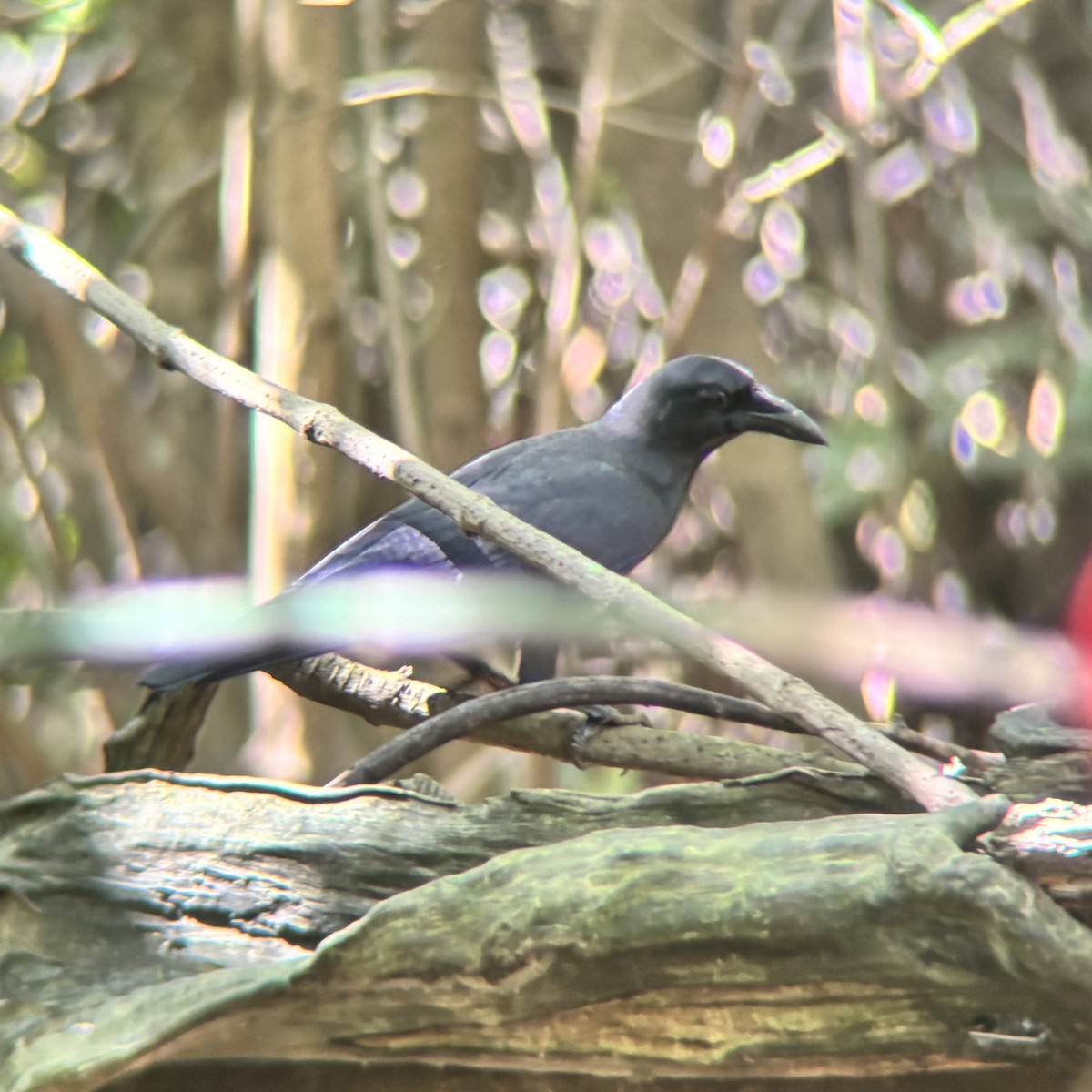 Palawan Crow - ML642515865