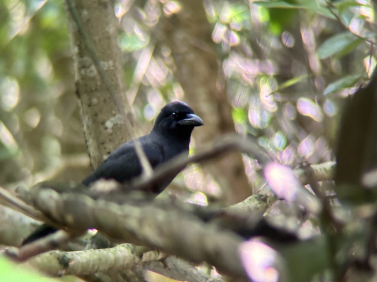 Palawan Crow - ML642515866