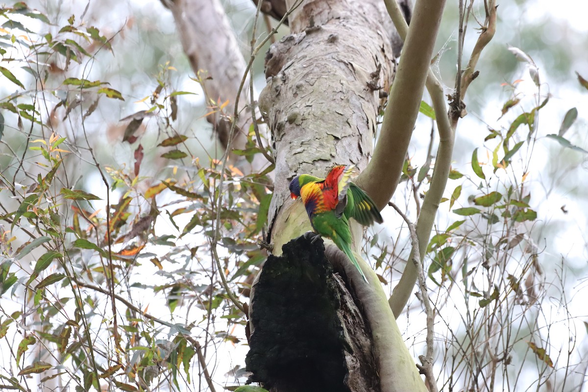 Rainbow Lorikeet - ML642515880