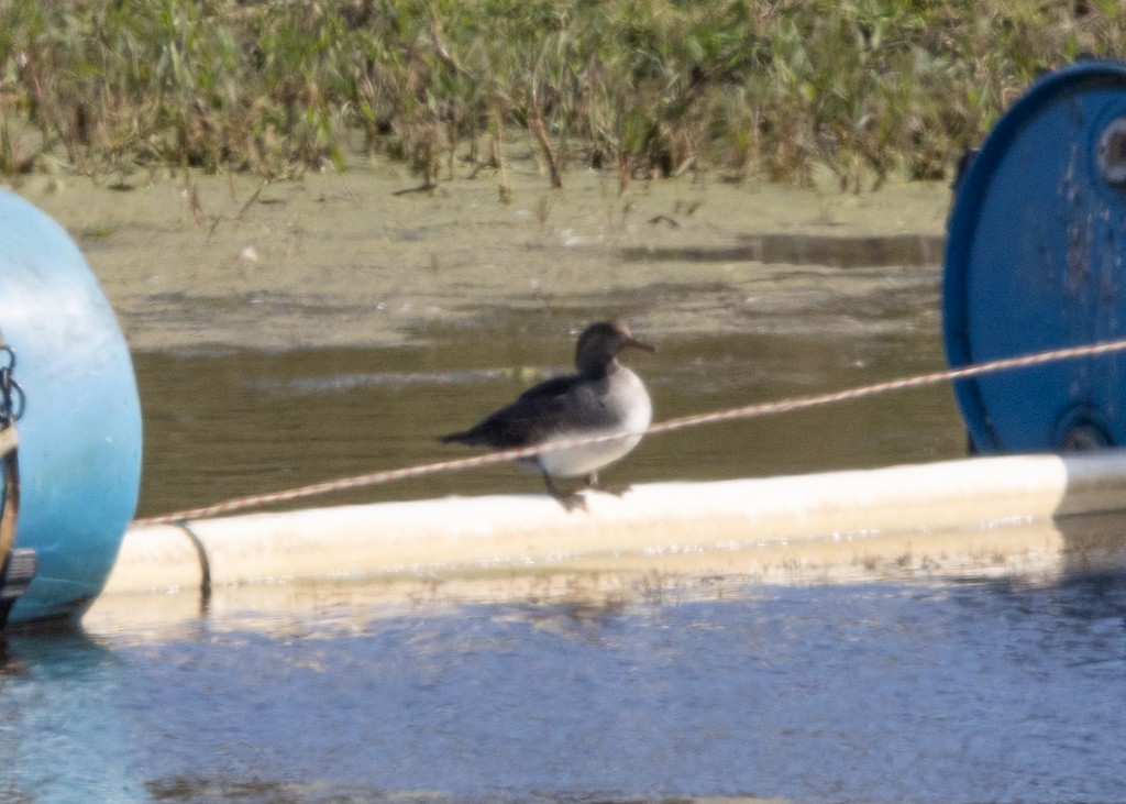Hooded Merganser - ML642515881