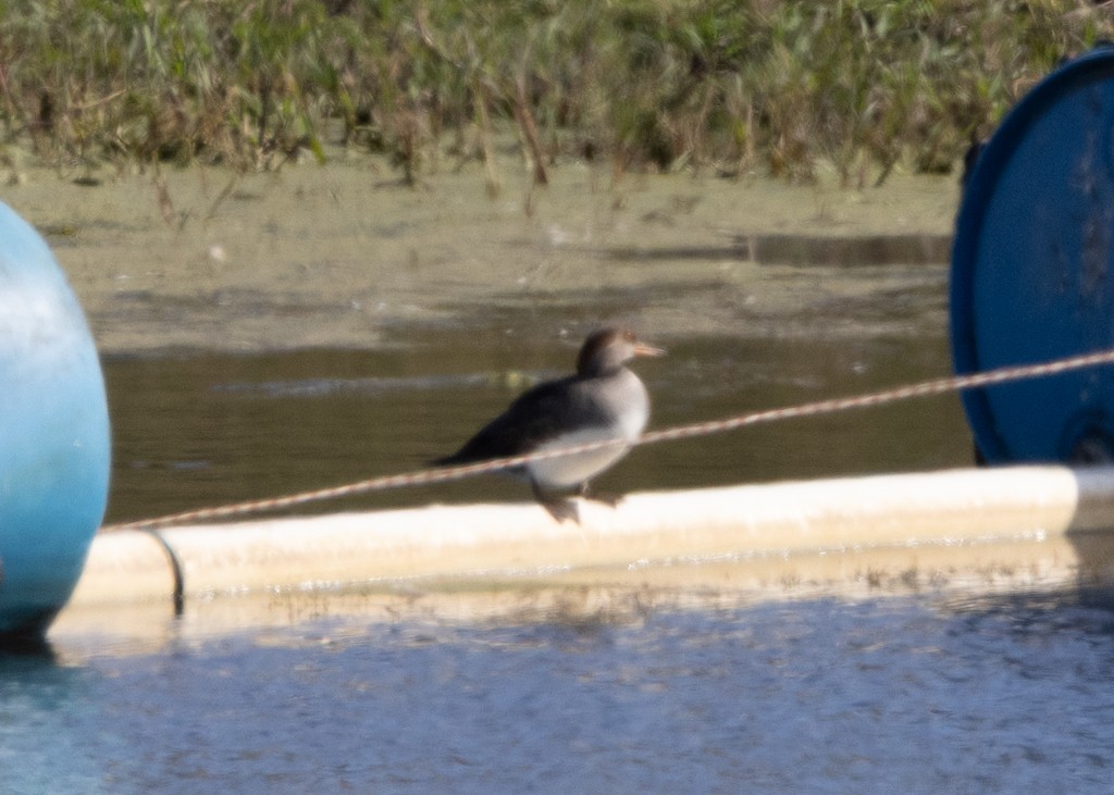 Hooded Merganser - ML642515882