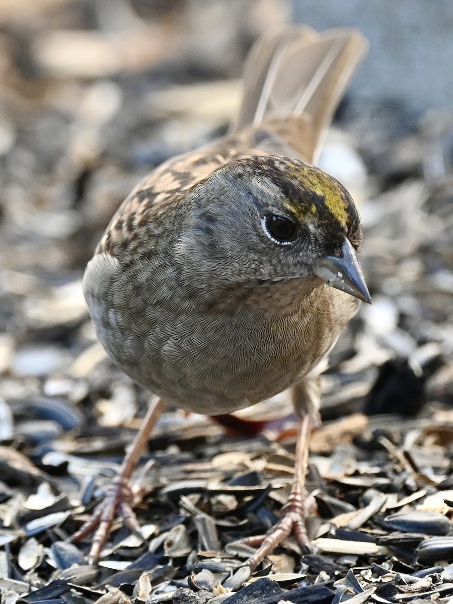 Bruant à couronne dorée - ML642515909