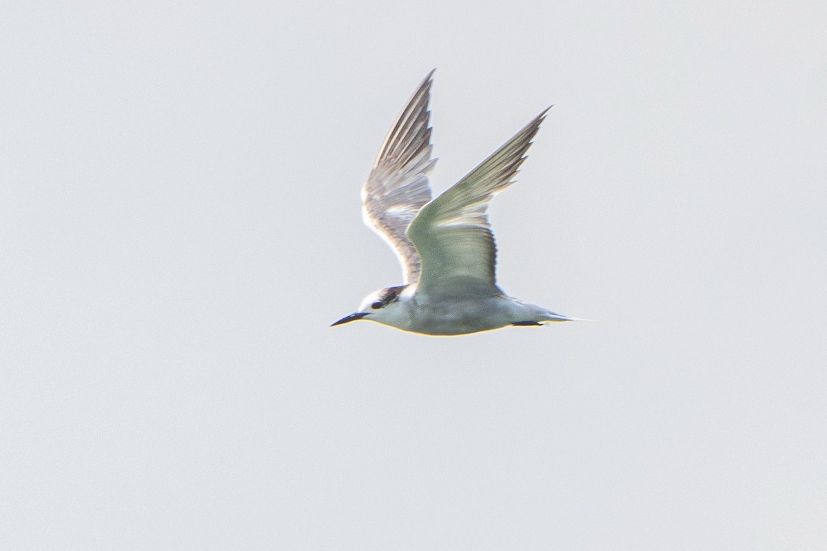Aleutian Tern - ML642515915