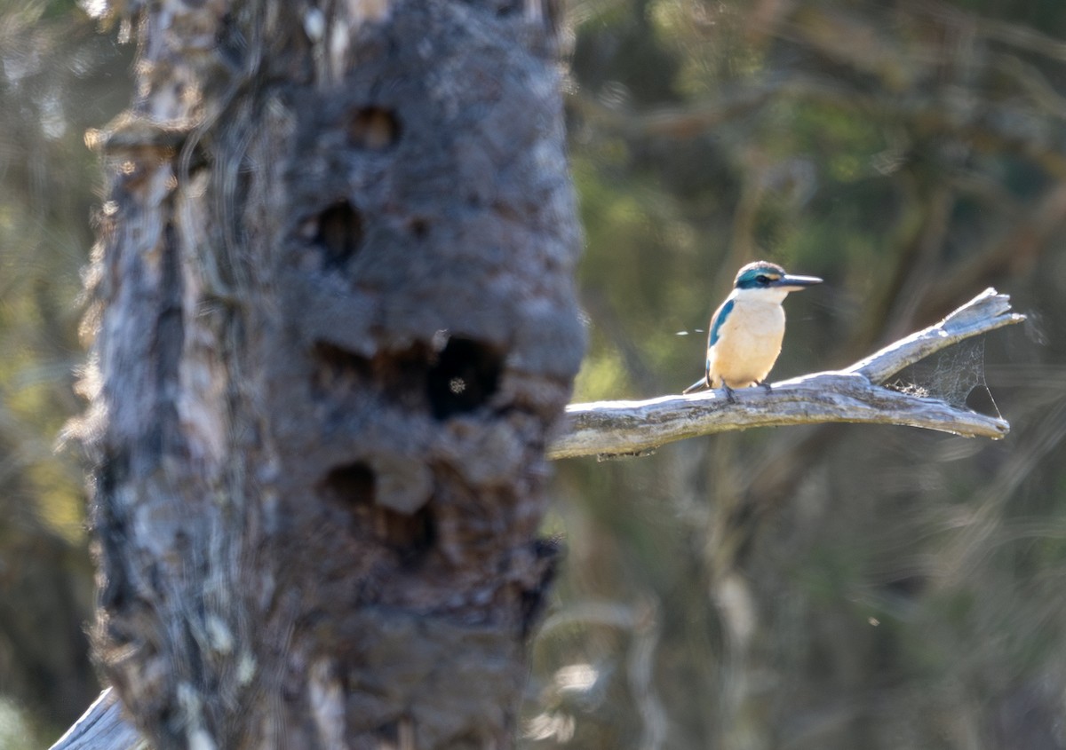 Sacred Kingfisher - ML642515918