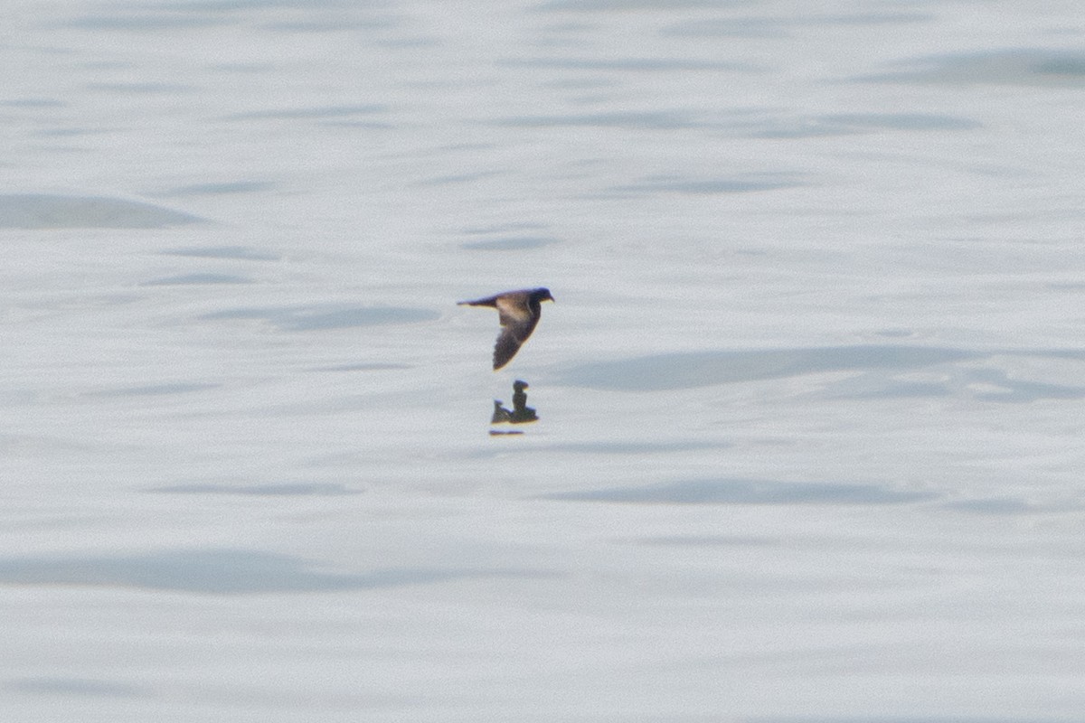 Swinhoe's Storm-Petrel - ML642515935