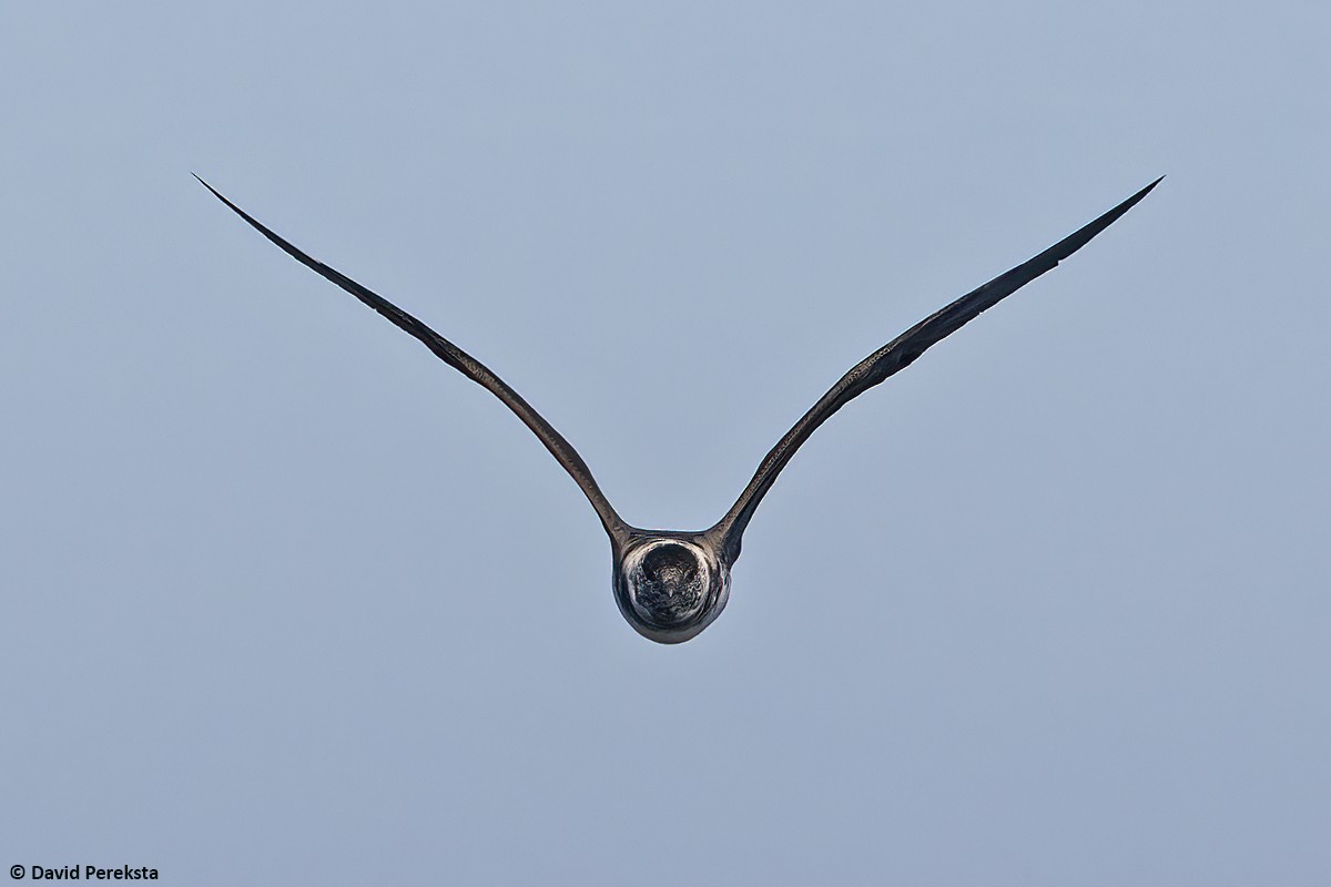 Long-tailed Jaeger - ML642515942
