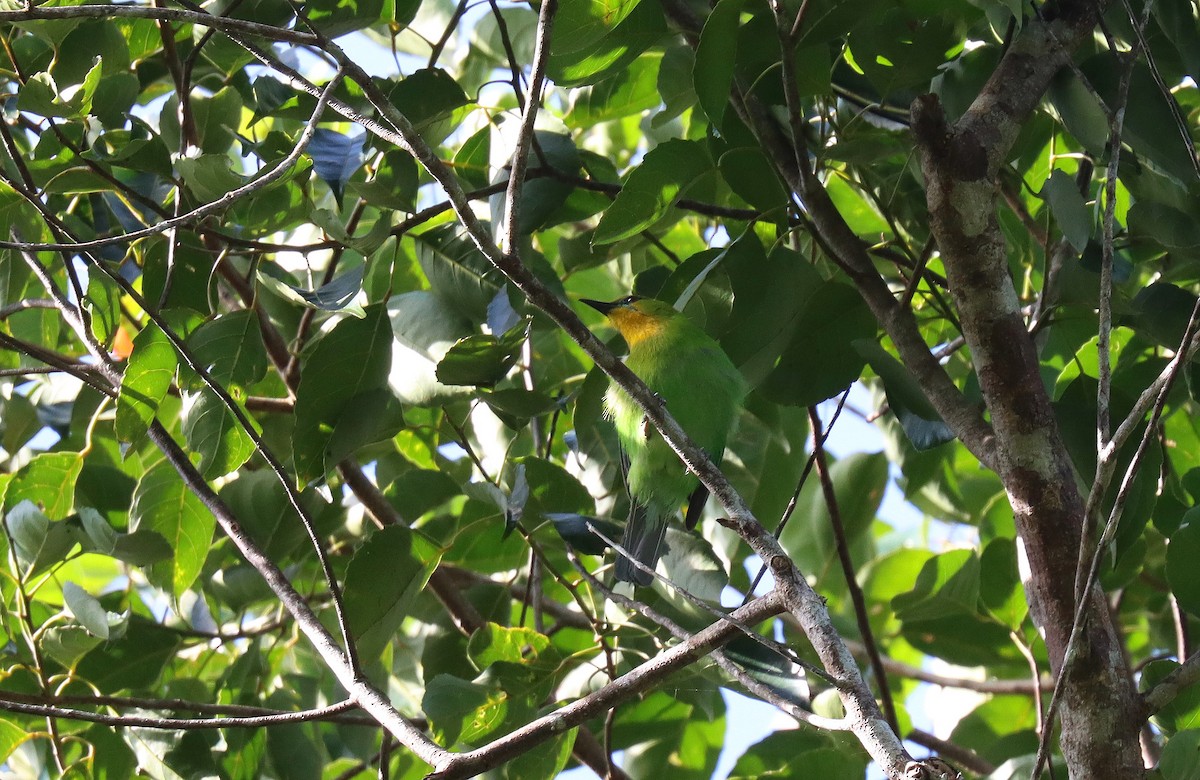 Yellow-throated Leafbird - ML642515947