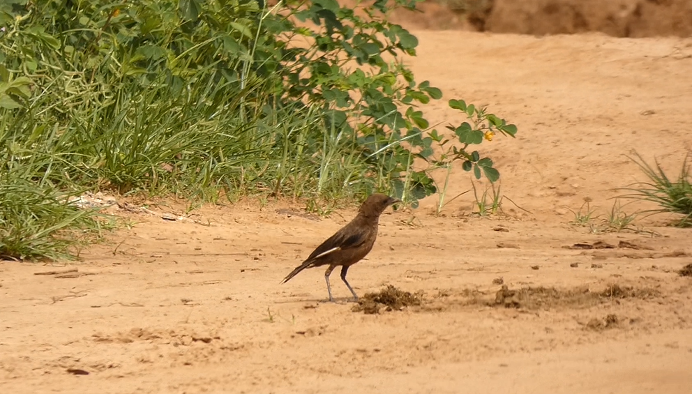Northern Anteater-Chat - ML642515969