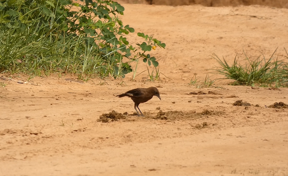 Northern Anteater-Chat - ML642515971