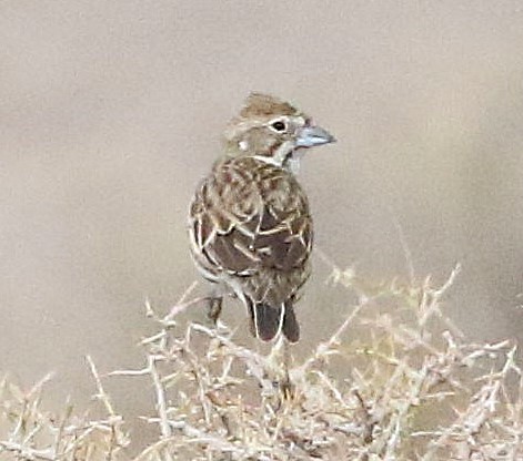 Lark Bunting - ML642515972
