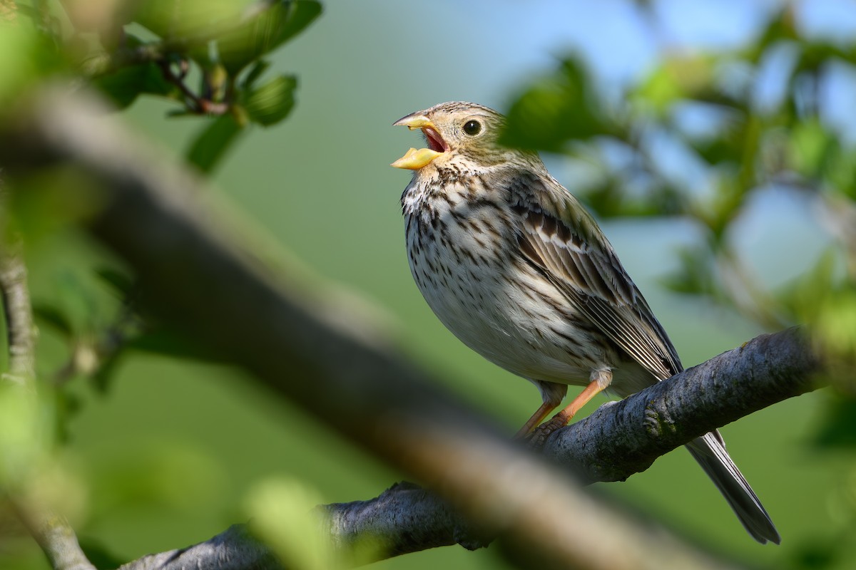 Corn Bunting - ML642515974