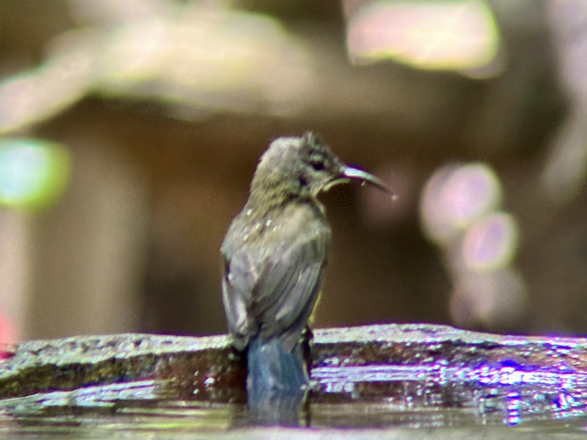 Copper-throated Sunbird - ML642515981