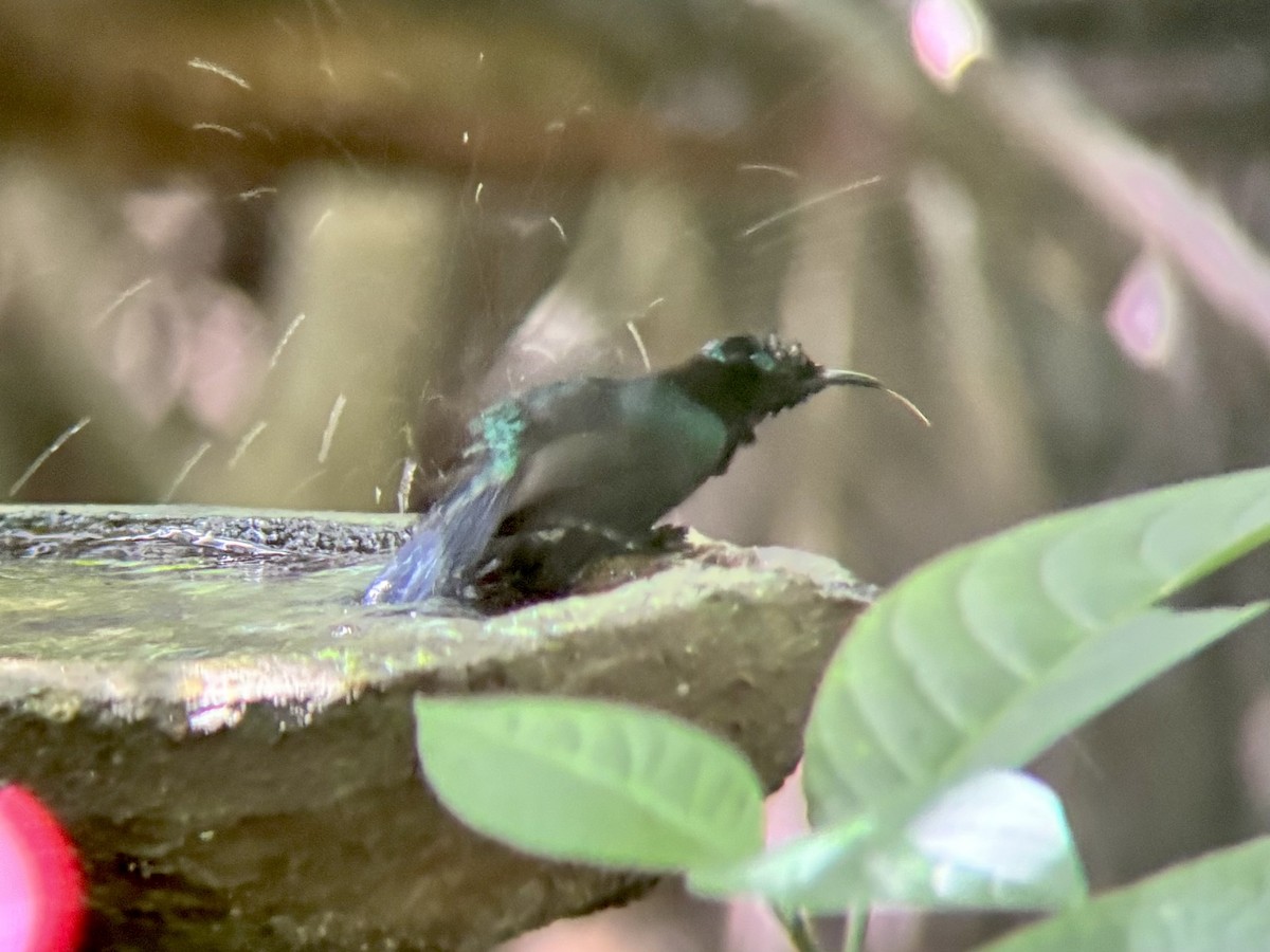 Copper-throated Sunbird - ML642515983