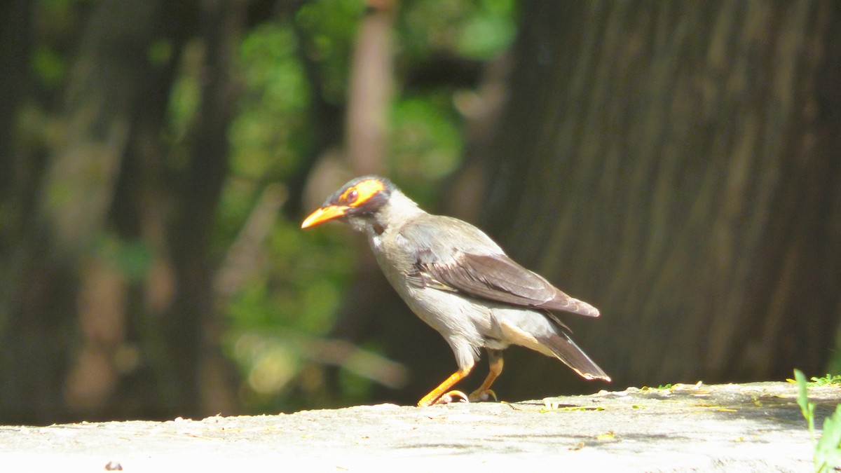Bank Myna - ML642516049