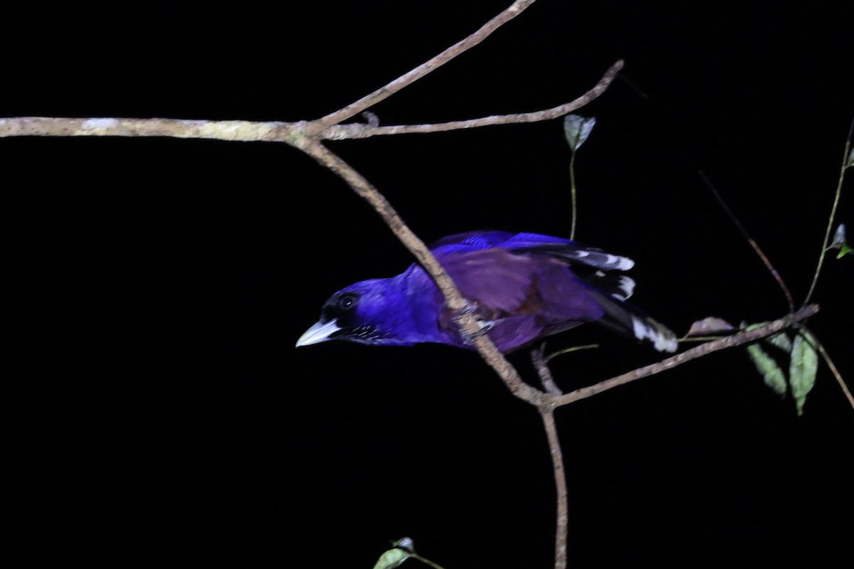 Lidth's Jay - ML642516059