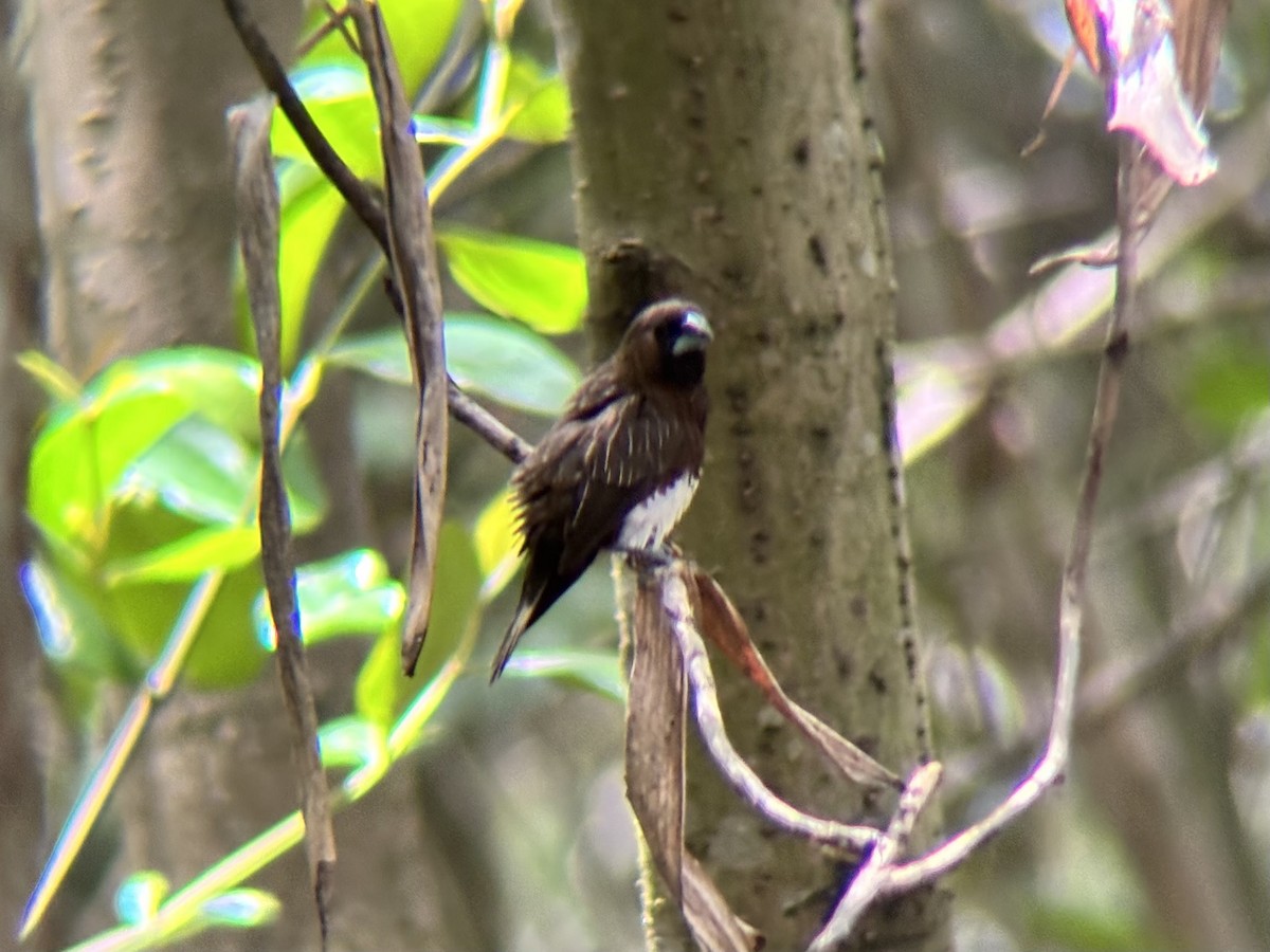 White-bellied Munia - ML642516063