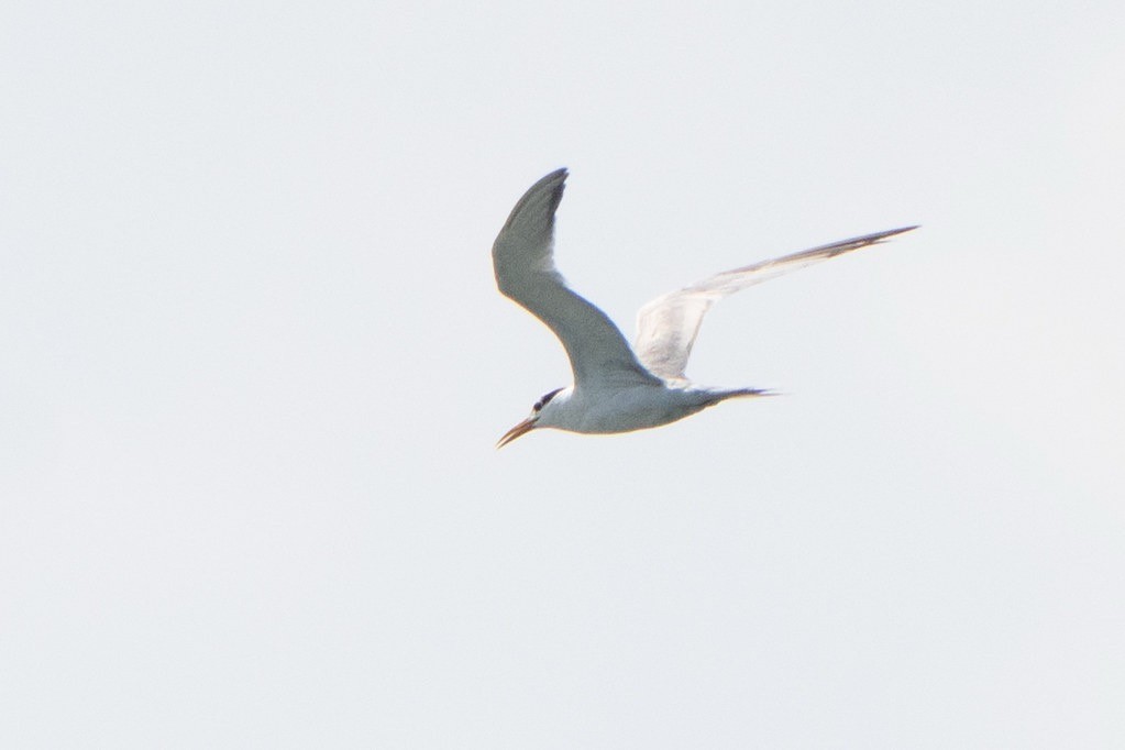 Lesser Crested Tern - ML642516107