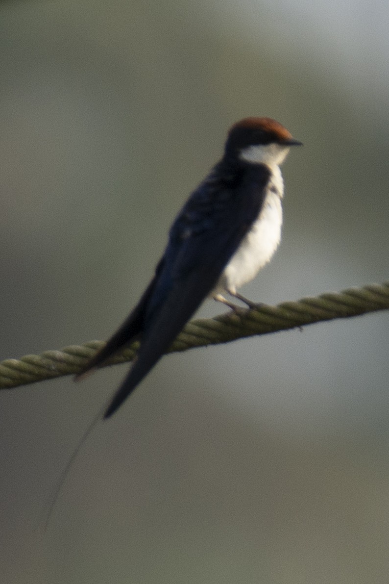 Wire-tailed Swallow - ML642516117