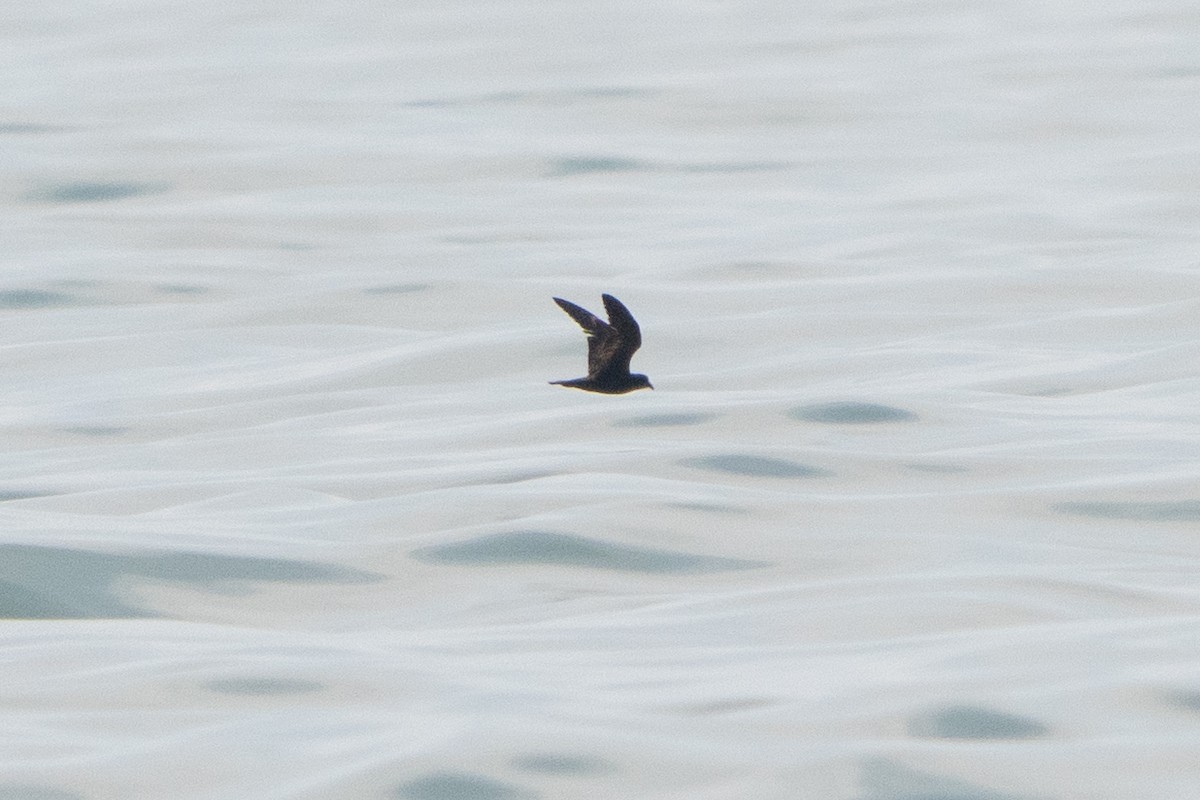Swinhoe's Storm-Petrel - ML642516118