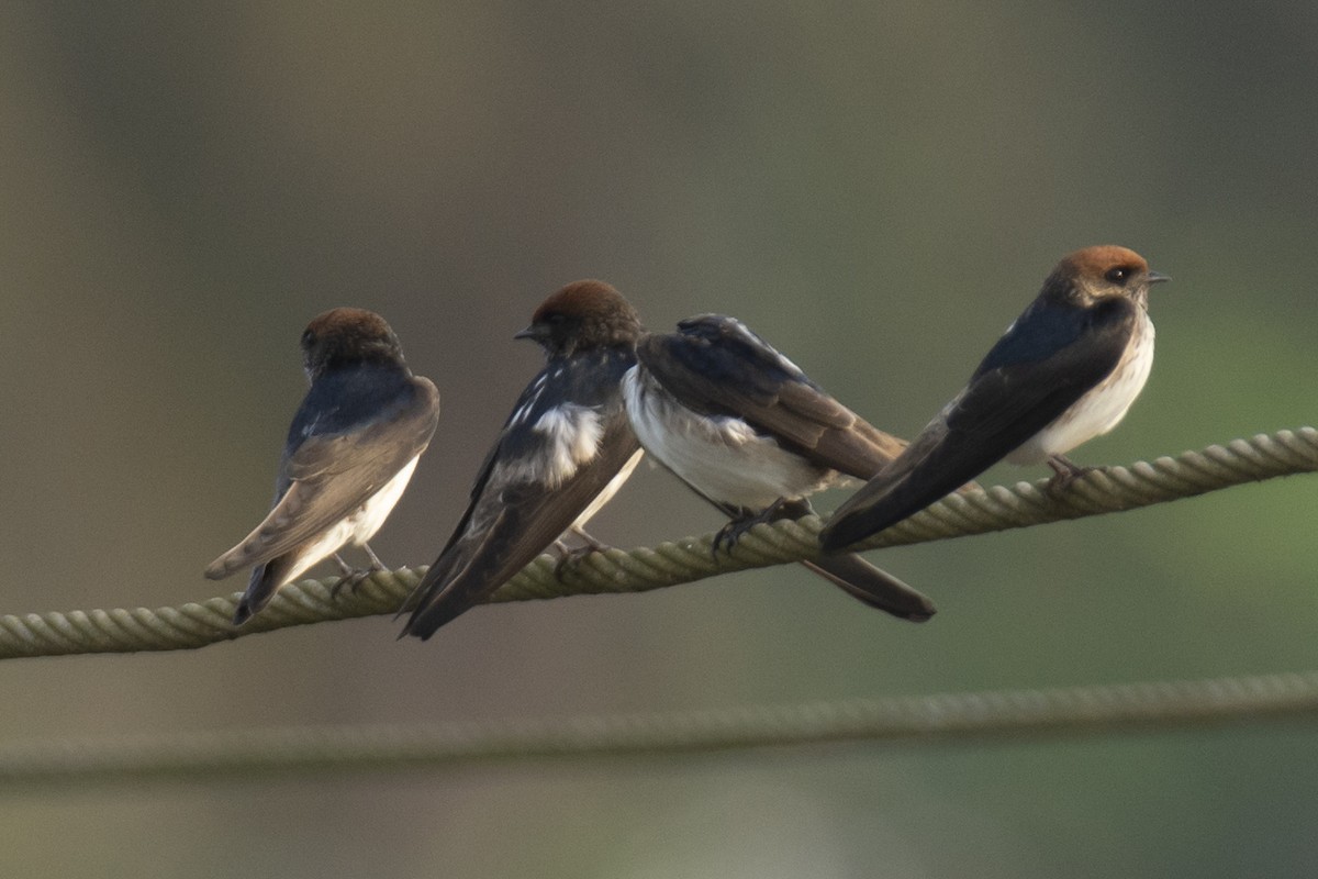 Streak-throated Swallow - ML642516119