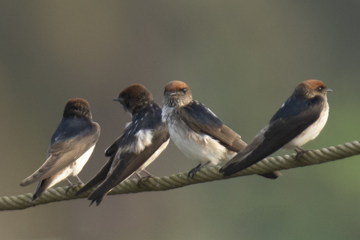 Streak-throated Swallow - ML642516120