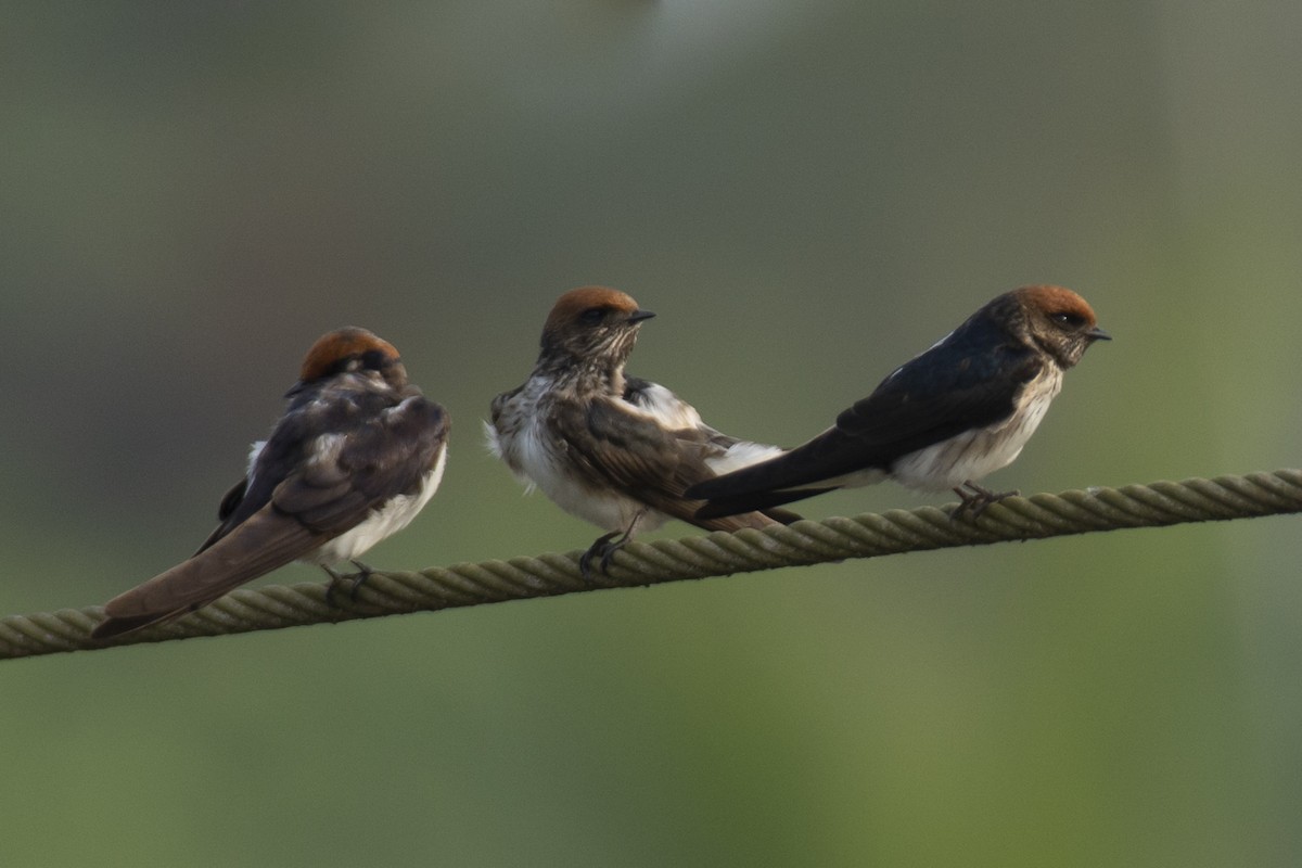 Streak-throated Swallow - ML642516121