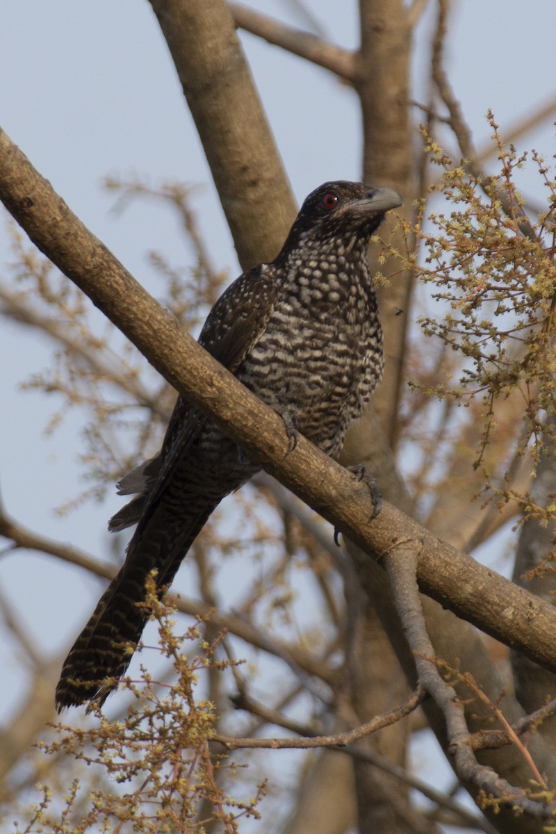Asian Koel - ML642516124