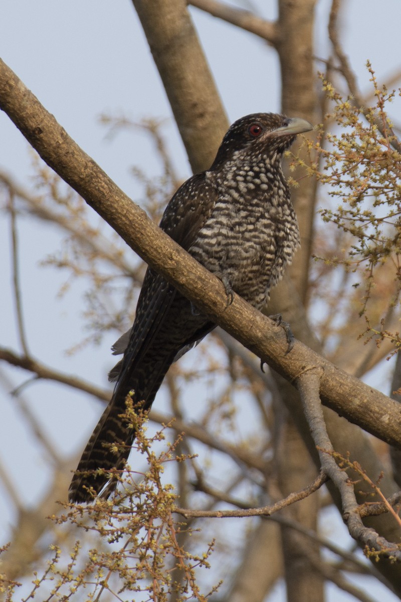 Asian Koel - ML642516125