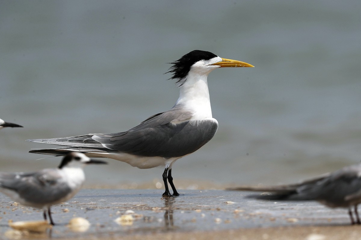 Great Crested Tern - ML642516134