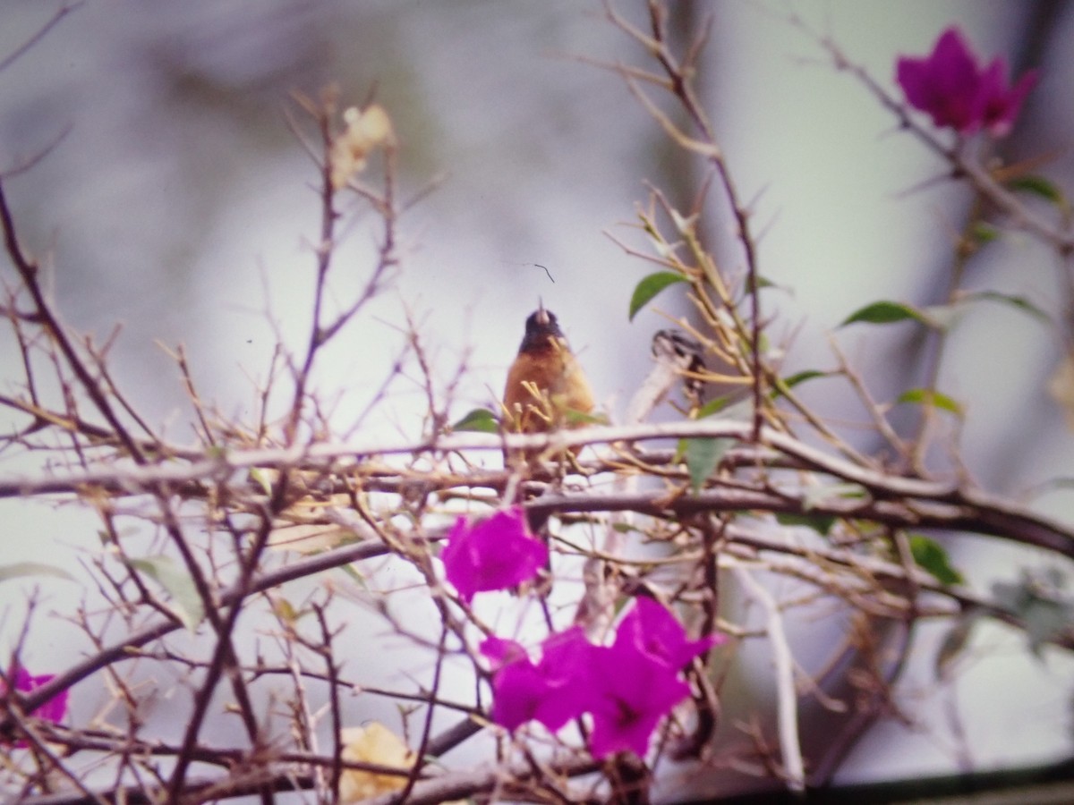 Cinnamon-bellied Flowerpiercer - ML642516153
