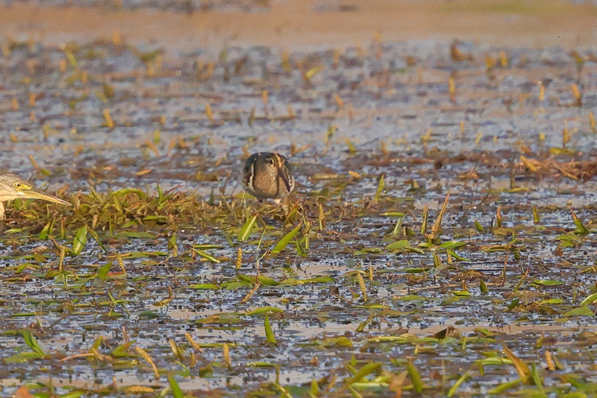 Greater Painted-Snipe - ML642516156