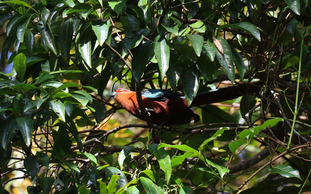 Chestnut-breasted Malkoha - ML642516157