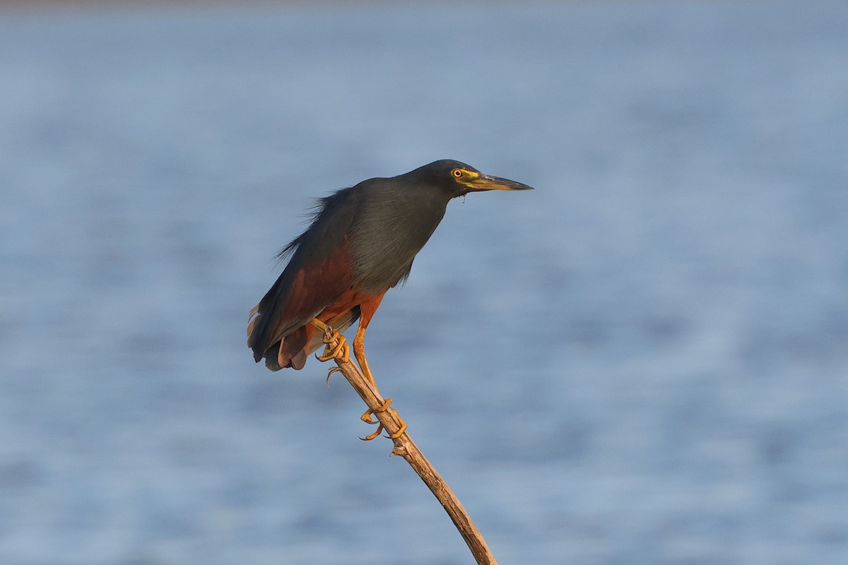 Rufous-bellied Heron - ML642516161
