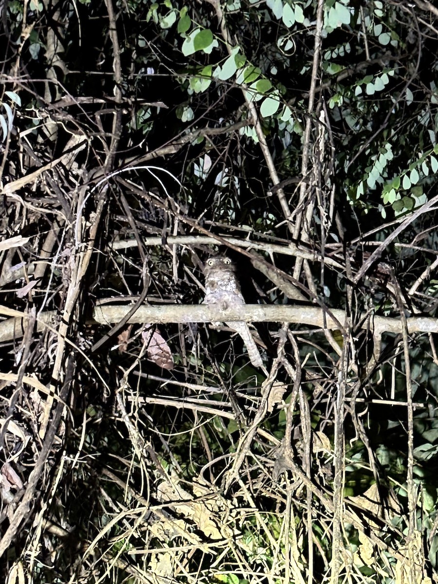 Palawan Frogmouth - ML642516167