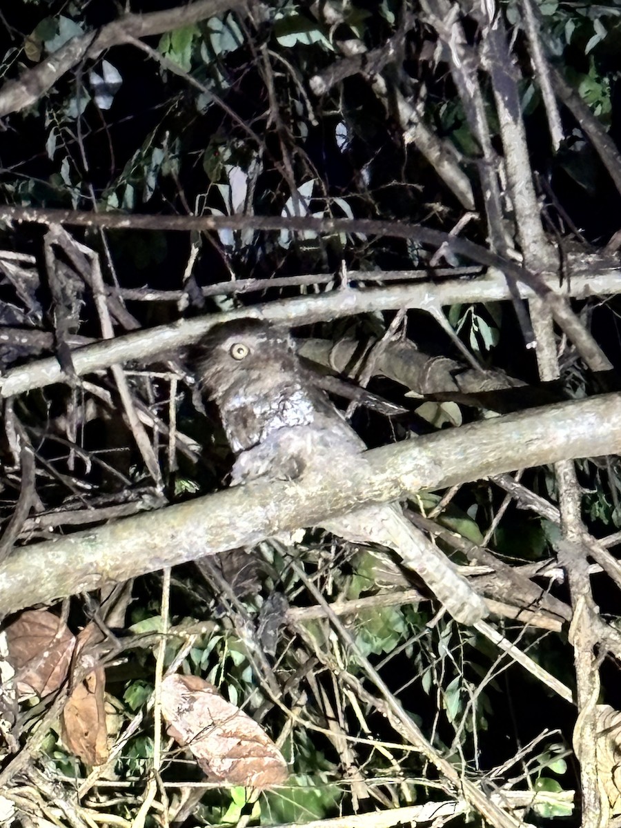 Palawan Frogmouth - ML642516168