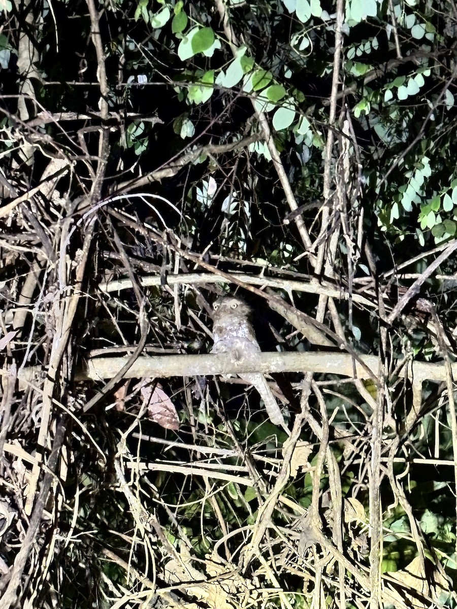 Palawan Frogmouth - ML642516169