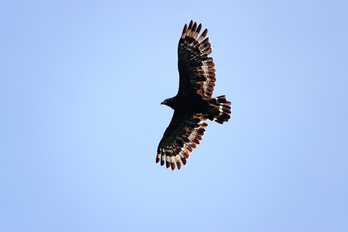 Crested Serpent-Eagle - ML642516174