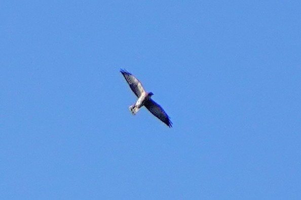Chinese Sparrowhawk - ML642516175