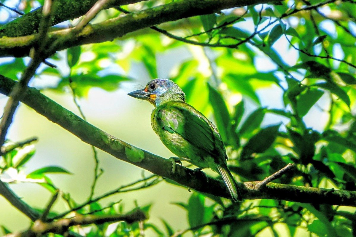 Taiwan Barbet - ML642516183