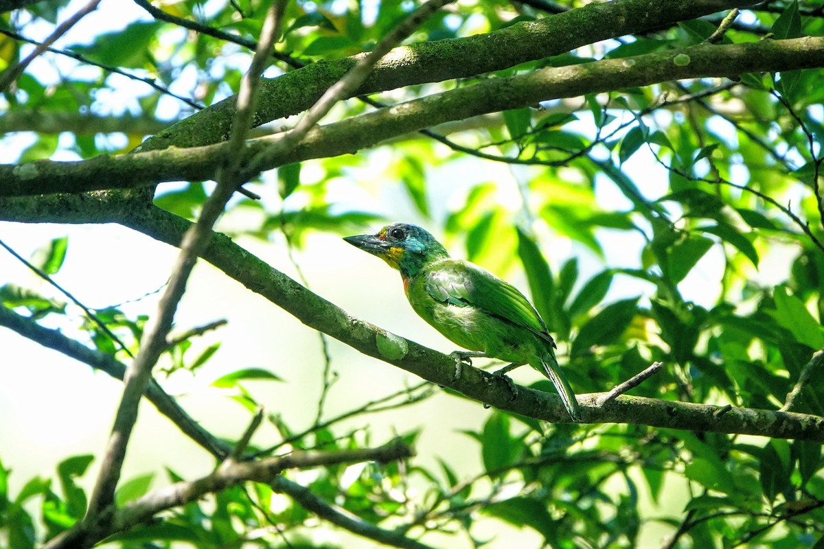 Taiwan Barbet - ML642516184