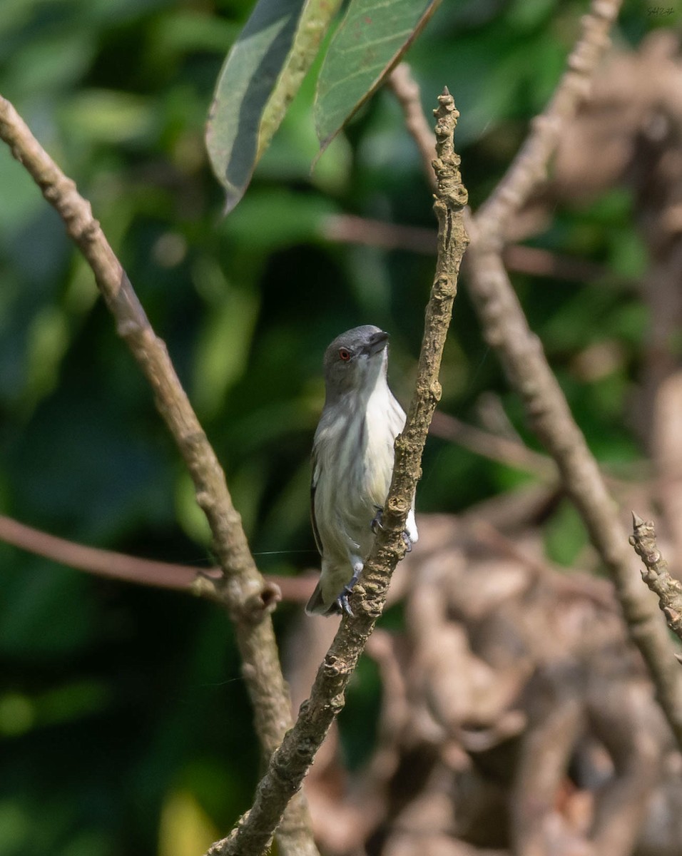 Thick-billed Flowerpecker - ML642516187