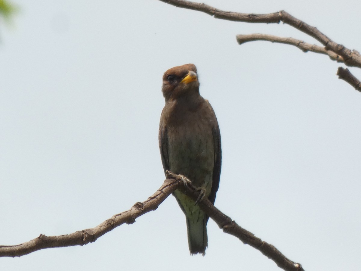 Broad-billed Roller - ML642516193