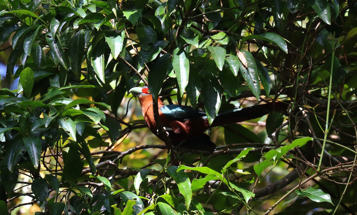 Chestnut-breasted Malkoha - ML642516194
