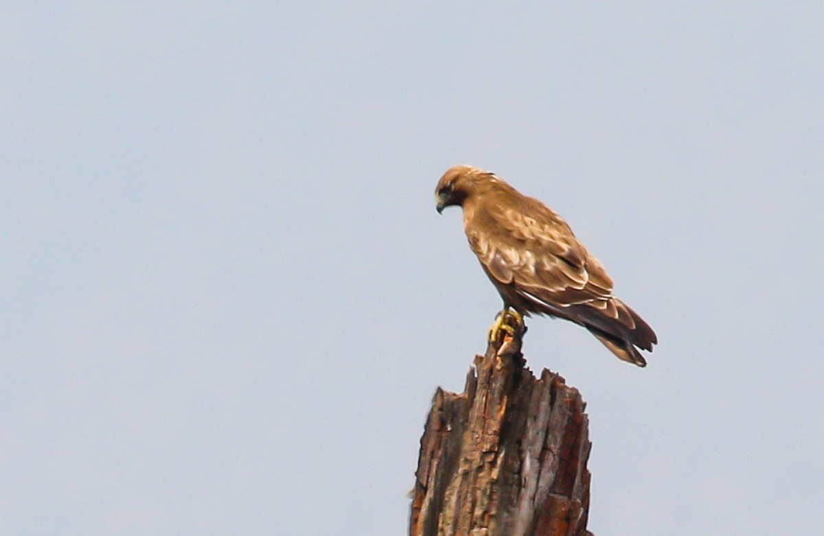 Himalayan Buzzard - ML642516204